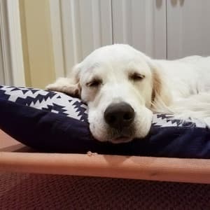 Melodic Binaural Dog Moments: Chill Ambience for Blissful Rest - Binaural Explorer