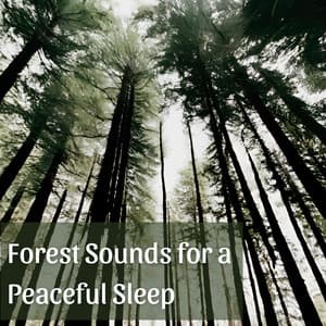 Forest Sounds for a Peaceful Sleep: Celestial Breeze Through the Trees - Forest Hills Music Universe
