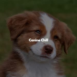 Canine Chill - Productivity Music