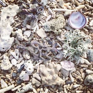 Ocean Sounds and Summer Vibes | Clarity, Sleep, Deep Sleep, Dreaming, Zen , Body and Soul - Spa Relaxation