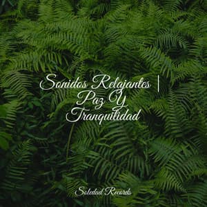 Sonidos Relajantes | Paz Y Tranquilidad - Musica de Relajación Academy