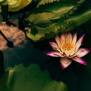 Footsteps Among the Lotus - Marie Gade