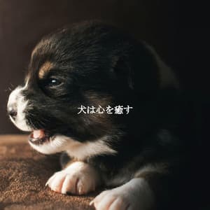 犬は心を癒す - Cafe Jazz Duo