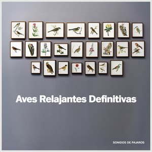 Aves Relajantes Definitivas - Sonidos De Pajaros