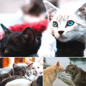 Echoes of Morning Cat Food - Relaxing Cat Music