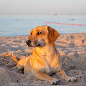 Tranquil Dog Day Serenade: Lofi Melodies for Relaxation - Lofi Beats for Work