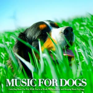 Music For Dogs: Calm Dog Music For Pets While You're at Work, Pet Relaxation  and Sleeping Music For Dogs - Dog Music