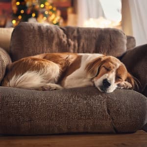 Momentos Calmados: Música Orquestal Para Mascotas - Lee Rosangela