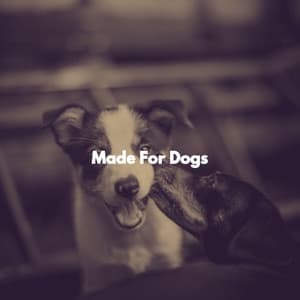 Made For Dogs - Jazz Cafe Autumn
