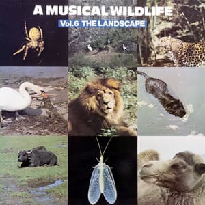 A Musical Wildlife, Vol. 6: The Landscape - John Fox