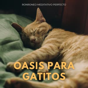 Oasis Para Gatitos: Ronroneo Meditativo Perfecto - Desastres naturales
