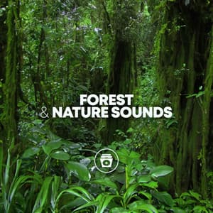 Forest & Nature Sounds - Jungle Sounds