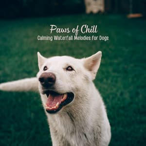 Paws of Chill: Calming Waterfall Melodies for Dogs - Waterfall Sound