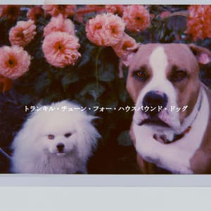 トランキル・チューン・フォー・ハウスバウンド・ドッグ - Musica de Elevador