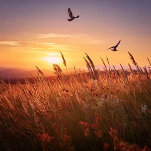 Música De Guitarra: Relajación Y Armonía Relajantes - Melodías del Viento