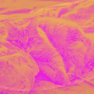 Feelings for Cool Kittens - Cat Sleeping Music Project