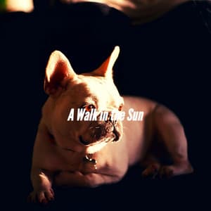A Walk in the Sun - Relaxing Dog Music Beats