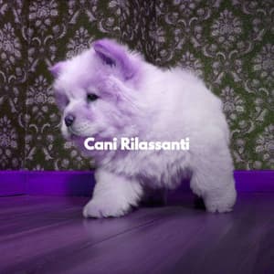 Cani Rilassanti - Separation Anxiety Dog Music