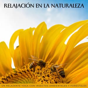 Relajación En La Naturaleza: Un Relajante Yoga Con Insectos Ambientales Y Forestales - Sonidos de la naturaleza en todo el mundo