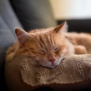 Hip Hop Para Gatos: Ritmos Relajados Para Vibras Felinas - Ondas Alfa Puras