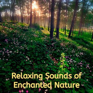 Relaxing Sounds of Enchanted Nature - Nature & Sounds Background