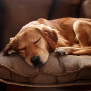 Ladridos Suaves: Música Hip Hop Para La Calma De Perros - Chill-Hop Hip-Hop suave