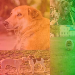 High-class Latin Trumpet - Ambiance for Keeping Dogs Soothed - Dog Jazz Sounds