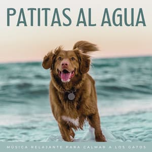 Patitas Al Agua: Música Relajante Para Calmar A Los Gatos - Banco de sonidos de agua
