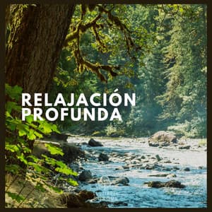 Relajación Profunda - Lluvia Del Bosque