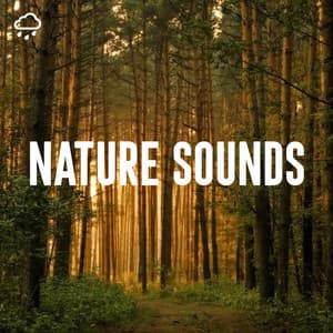 Nature Sounds - Rain Sounds Lab