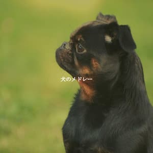 犬のメドレー - Bossa Nova Radio