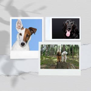 Spacious Guitar Chill Out - Bgm for Calmed Puppies - Sleeptime for Dogs