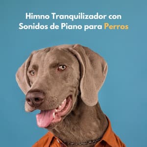 Himno Tranquilizador Con Sonidos De Piano Para Perros - Música de piano para momentos de tranquilidad