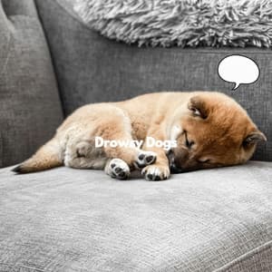 Drowsy Dogs - Dog Sleeping Soundtracks Deluxe