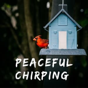 Peaceful Chirping - Massage Music Guru
