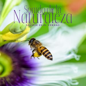 Sonido de la Naturaleza Salvaje en el Verano: Libélula, Océano, Tigre, Búho, Lluvia y Tormenta para Desestresarse - Zona Música Relaxante