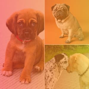 Ambiance for Doggy Rest - Relaxing Dog Music