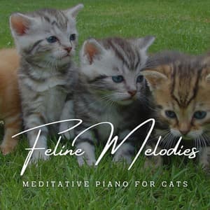 Harmonic Feline Melodies: Meditative Piano for Cats - Classical Piano Playlist