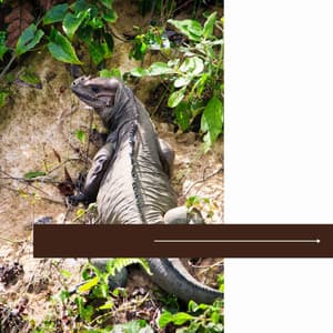 Mindfulness - Deep Sleep Meditation Radio