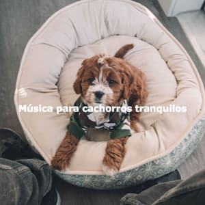 Música para cachorros tranquilos - Relaxing Dog Music Classics