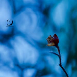 La Hora Azul Profunda - Sueño Profundo Club