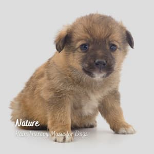 Nature: Rain Therapy Music for Dogs - Music For Your Dog