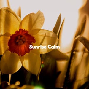 Sunrise Calm - Late Night Jazz Lounge