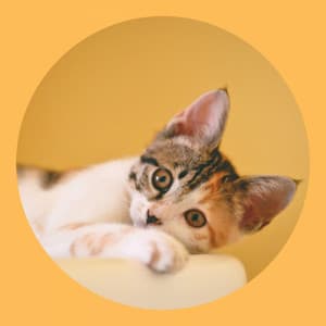 Music for The Comfortable Cats - Cat Music Waves