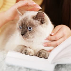 Piano Pet Reflections: Rain's Serene Moments - Rain Sound Experience