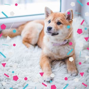 Piano Jazz - Ambiance for Stressed Doggies - Dog Music Experience