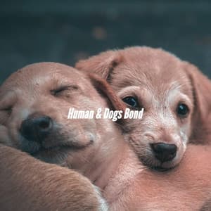 Human & Dogs Bond - Lounge Chillout