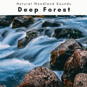A Deep Forest - Natural Woodland Sounds