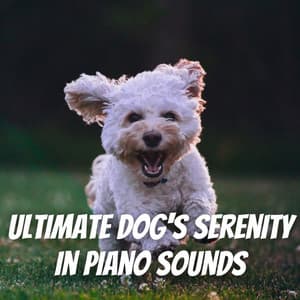 Ultimate Dog's Serenity in Piano Sounds - Romantic Piano