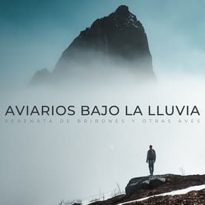 Aviarios Bajo La Lluvia: Serenata De Bribones Y Otras Aves - Lluvia del Pacifico